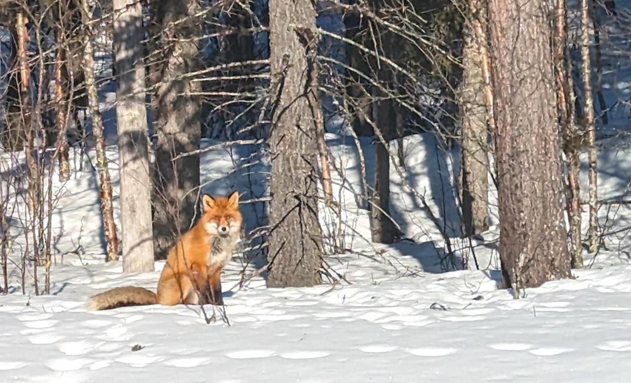 Lapland Snow Cabin Masugnsbyn Zewnętrze zdjęcie