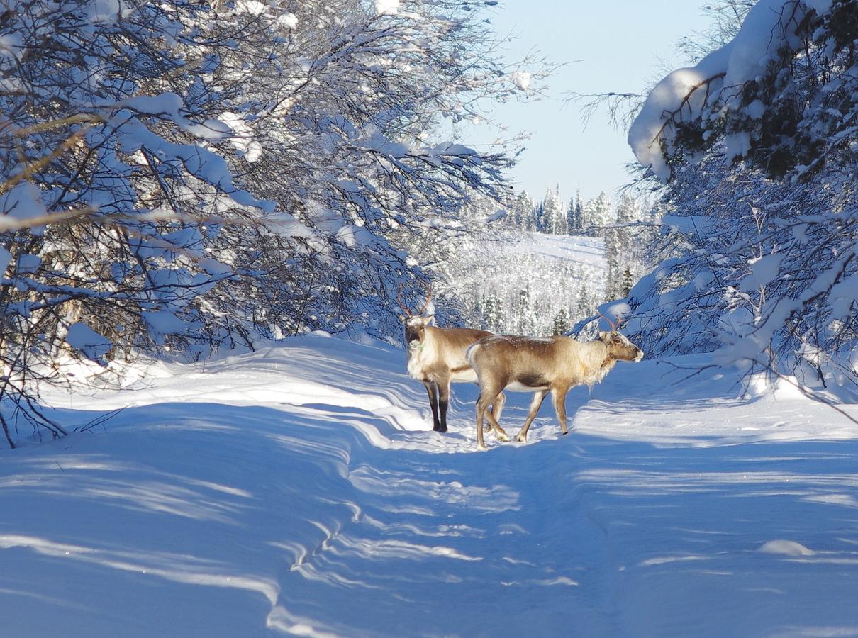 Lapland Snow Cabin Masugnsbyn Zewnętrze zdjęcie
